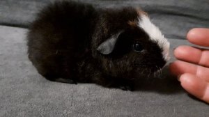 американский тедди триколор, 1 месяц из питомника ZLATO VLASKA