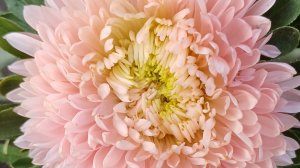 Дачные зарисовки☀️ Август'25