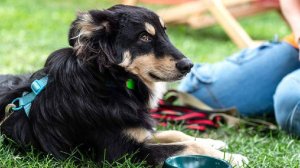 Подопечных 13 городских приютов для животных собрали на фестивале «Моспитомец»