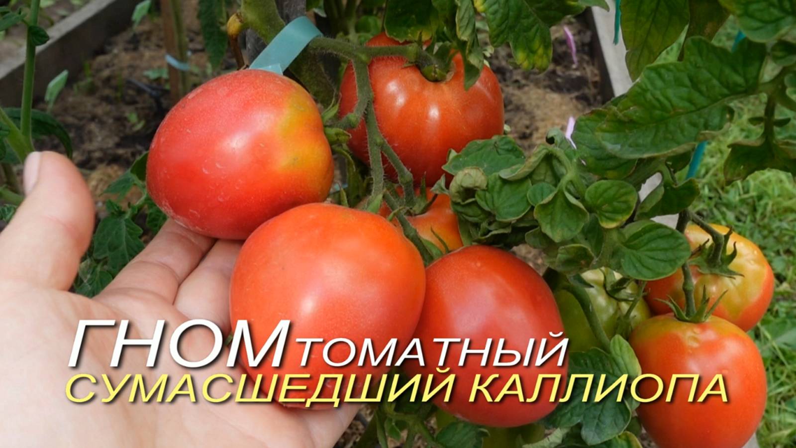 Томатный гном СУМАСШЕДШИЙ КАЛЛИОПА (Dwarf Crazy Calliope). Обзор сортов ТОМАТОВ!