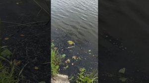 Воблер DUO Realis Crank G87 20A Цвет: ACC3083