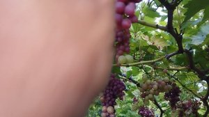 18 августа виноград изумление