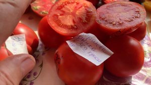 IMG_8881 Новые коллекционные томаты, в разрезе.