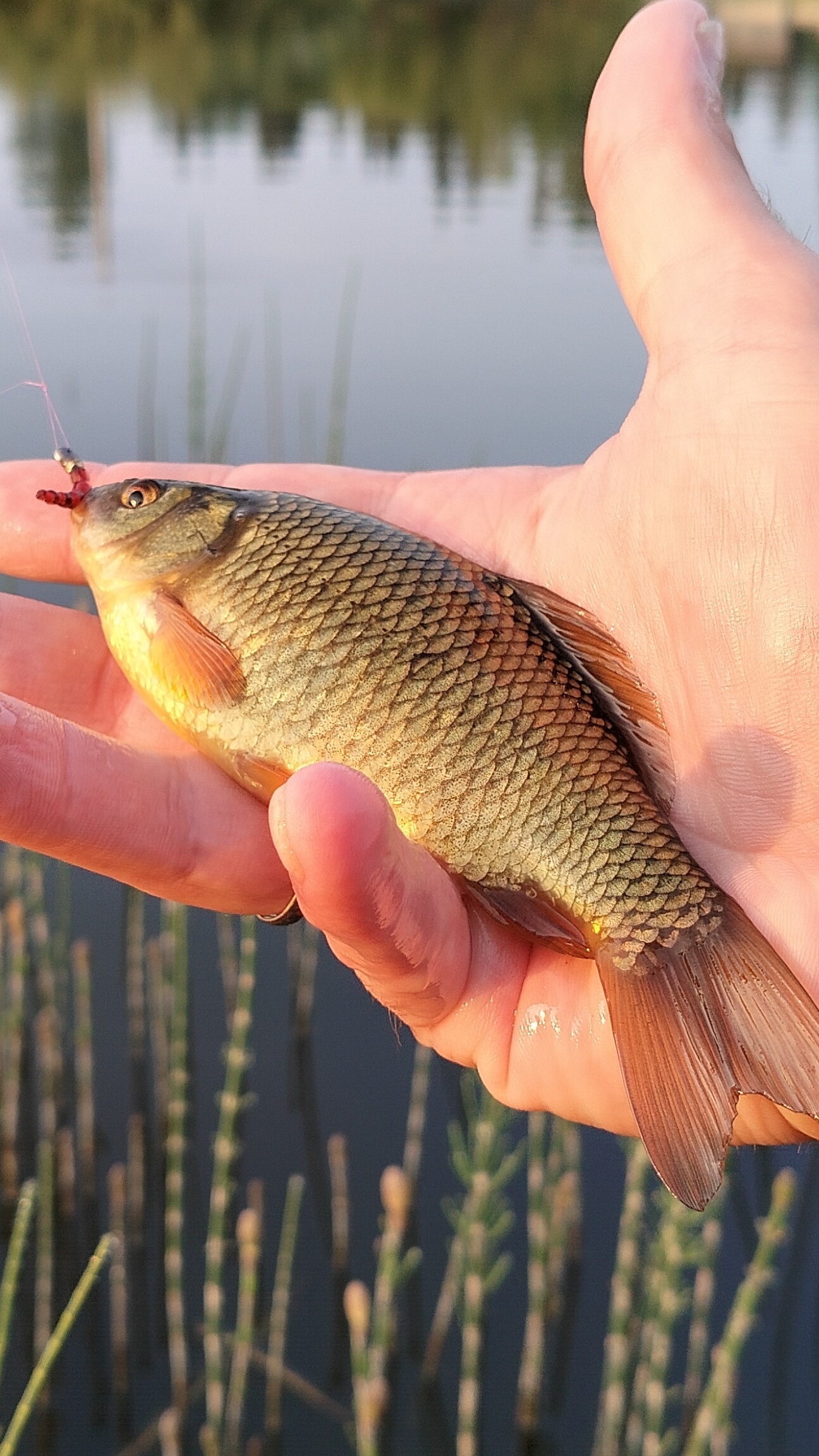 Карась на болтушку без закорма