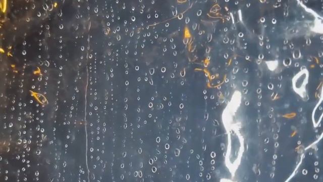 Дом на колесах туризм и путешествие с семьей и собакой смотреть онлайн