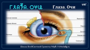 Глаза. Очи. ВсеЯСветная Грамота