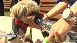 В Волгоградской области нерадивых собачников будут наказывать штрафом до 5 тысяч рублей