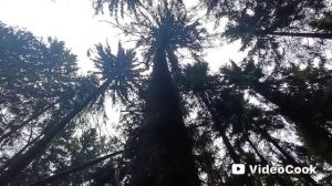 Грибной сезон. Августовский лес: Тихое место.