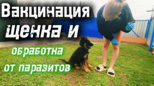 "Грому" поставили первую прививку и обработали от блох и клещей,ему было не приятно!#немецкаяовчарка
