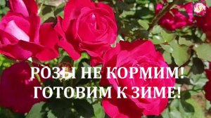 РОЗЫ НЕ КОРМИМ!?