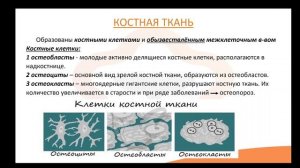 Видео-лекция №1.5 Скелетные ткани