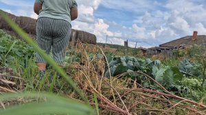 Наша жизнь в деревне/ первый урожай