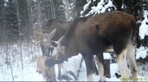 Лоси на солонце, декабрь 24 г.