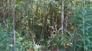 Освоение неразработанного участка, земли населенных пунктов, город Вологда  (часть 1)