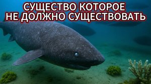 Эксперты обнаружили странное глубоководное Существо, которое не похоже ни на что ранее из