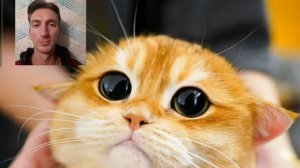 Кот как из Шрека 🥹