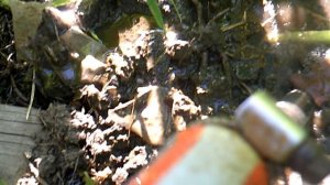 Обзор и полив дополнительного укоренения тыквы сорта "Голиаф"