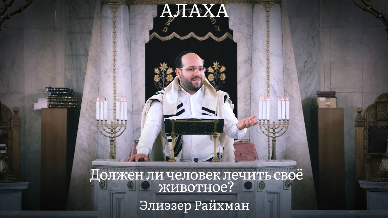 Должен ли человек лечить своё животное? Страдания животных и границы обязанности