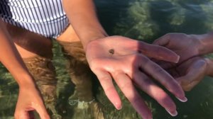 А мы с утра опять на море