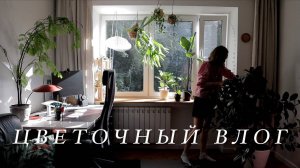Цветочный влог | Пересадка крупномера, обновления в комнате