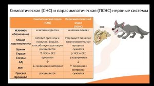 Видео-лекция №7.1 Соматическая и вегетативная нервная система