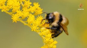 Если бы на Земле не было насекомых | Чудеса сотворения. Мир насекомых