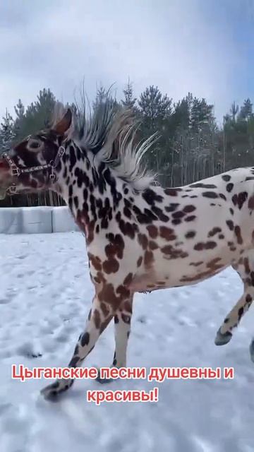 Цыганская песня