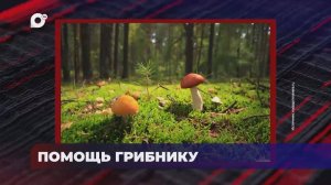 В порядке! / Оперативная статистика происшествий / 19.08.25