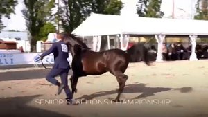 Вороной арабский жеребец на продажу. Информация в описании.