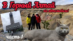 В Горный Алтай на автомобиле с кошкой до Монголии!