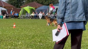 5 Отл. Ирендорф ЗАМБИЯ ++- №215. Главная выставка немецких овчарок России 2025