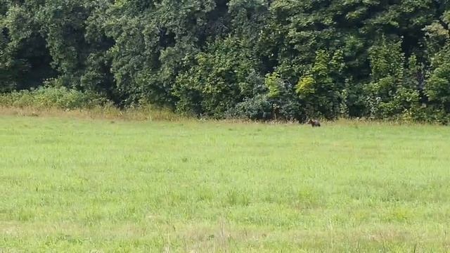 медведь смотреть онлайн