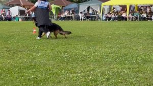 5 Отл. Аллемо Хаус ЕЛИЗАРА +++ №343. Главная выставка немецких овчарок России 2025