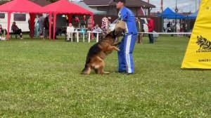 1 Отл. Steel Inside VESURI ++- №351. Главная выставка немецких овчарок России 2025