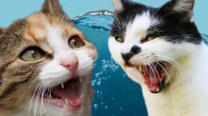 ПРИКОЛЫ С ЖИВОТНЫМИ ДО СЛЕЗ #145 Смешные КОТЫ И СОБАКИ Приколы