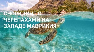 Плавание с черепахами на острове Маврикий