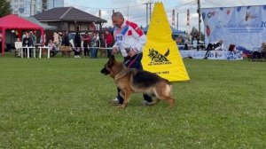 3 О/Отл. КЧК Negus Karil's EMMANUEL BELKANTO +++ №218. Главная выставка немецких овчарок России 2025