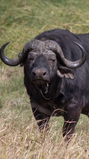 African buffalo
