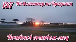 Ночевка в сосновом лесу.На велосипеде по Южной Америке. День 137 Бразилия.
