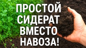 Простой сидерат вместо навоза: и урожай больше, и земля чище!
