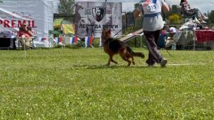 4 ОП Бальдрсенс НЕФЕРТИТИ №315. Главная выставка немецких овчарок России 2025