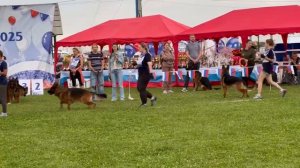 Группа производителя РОМЕО из Новой Сибири / ПК Главная моно немецких овчарок 2025