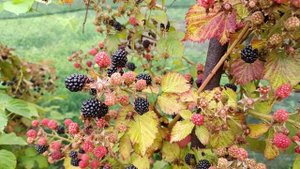 Ежемалина в этом году радует своим урожаем