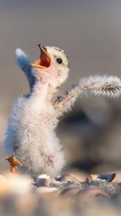 Пернатые и голые смотреть онлайн