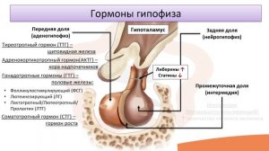 Видео-лекция №10.1 Гипоталамо-гипофизарная система. Гипофиз. Эпифиз