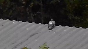 БЕЗ ЗВУКА. Голубь на краю крыши трансформаторной будки. 1755518626219