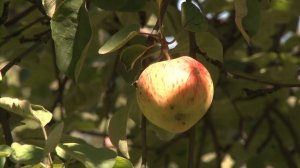 В усадьбе академика Ивана Павлова отметили праздник урожая