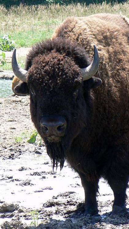 The bison