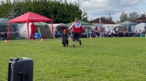 3 Отл. ДЖЕССИКА БЛЭК КВИН из Белого Яра +++ №354. Главная выставка немецких овчарок России 2025