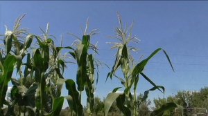 Шесть сортов моей кукурузы на 19 августа